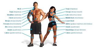 Muscle Group Workout Chart Natural Health News Well Being