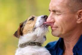 should you let your dog kiss your face