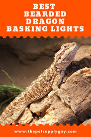 Best Basking Light For Bearded Dragons Complete Guide Bearded Dragon Lighting Bearded Dragon Heat Lamp Bearded Dragon