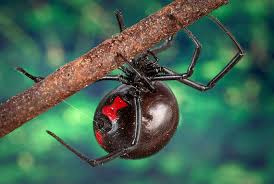 Her black shiny body and the red hour glass shaped. 3 Kids Let Black Widow Spider Bite Them Hoping To Turn Into Spider Man