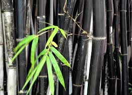 Bamboo Growth Rate Lanoire Info