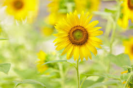 how to use neem oil on sunflowers a