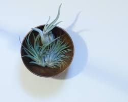 Check spelling or type a new query. Plant Portrait Air Plants Leaf And Paw