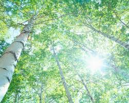 新緑の白樺林と木もれ日の光芒[10247006900]の写真素材・イラスト素材｜アマナイメージズ