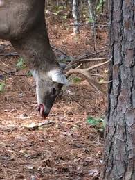 10 Best Deer Hunting In Arkansas Images Deer Hunting