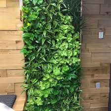 Live Plant Wall Plant Jungle