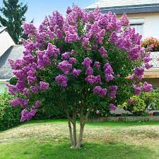 Low Maintenance Trees For Your Small Garden