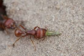 native versus invasive ants
