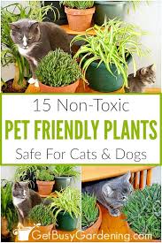 Pet Friendly Indoor Houseplants Safe