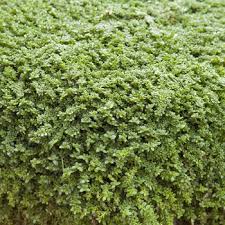 herniaria glabra green carpet