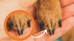 is your dog s nail turning black