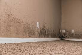 How To Remove Brown Mold From The Basement
