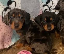 miniature dachshund puppies in