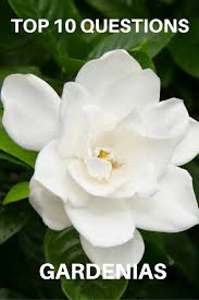 Therefore, choose a pot with a drainage hole(s) and use a good potting soil, or potting mix, or a 50/50 mix thereof. Top 10 Questions About Gardenias Gardening Know How S Blog Gardenia Plant Gardenia Trees Growing Gardenias