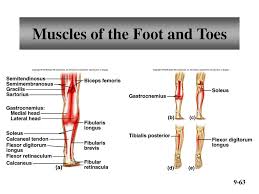 4 in each foot, each with 2 heads o: Muscles Of Facial Expression Ppt Download