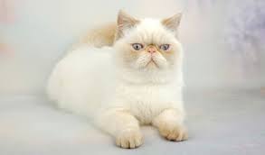 In fact, i could never have small animals around him or children. Exotic Shorthair Cat Breed Information