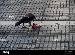 Crow eating raw red meat on a city street. Big predator bird bites with  beak flesh remains on a pavement Stock Photo - Alamy