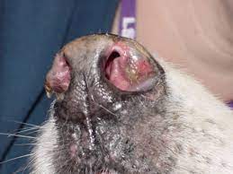 what is causing your dog s crusty nose
