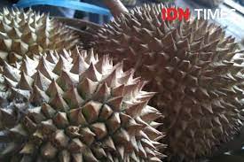 We did not find results for: 5 Cara Simpan Durian Agar Awet Untuk Oleh Oleh Dari Medan