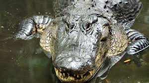 Alligators, snakes creep onto people's property as Ian flooding worsens in  Florida