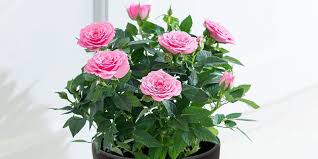 how to care for an indoor rose plant