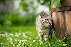 Stop Cats From Spraying In Your Garden