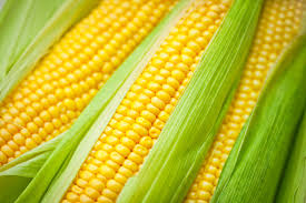 is corn a grain yes and it s also a