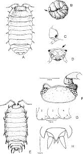 Figure 3 from Woodlice (Isopoda: Oniscidea): their potential for ...