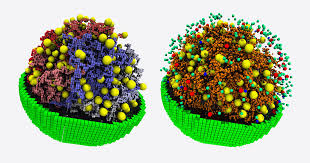 Most Complete Simulation of a Cell Probes Life's Hidden Rules ...