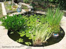 Small Water Garden Or Fish Pond