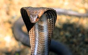 cobras characteristics and useful