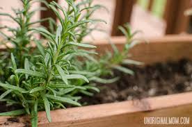 Diy Window Box Herb Garden Unoriginal Mom