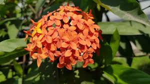 Check spelling or type a new query. 365 Days Flowering Plants In India Perennial Flowering Plants