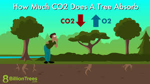 How Much Co2 Does A Tree Absorb 29