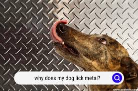 why does my dog lick metal concerning