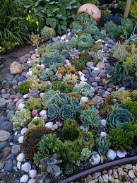 Create A Succulent Garden