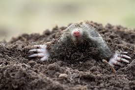 Will Cats Eat Ground Moles Termiguard