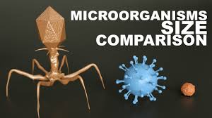 Microorganisms Size Comparison