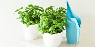 How To Grow A Diy Indoor Herb Garden