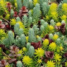 sedum flaming carpet stonecrop