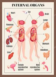 Human female body with internal organs schema flat infographic poster vector illustration. Internal Organs Poster With Male And Female Anatomy Isometric Vector Illustration 324489010 Larastock