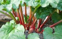 When Should rhubarb be picked?