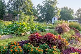 how to start an organic vegetable garden