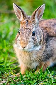 keep rabbits out of the garden naturally