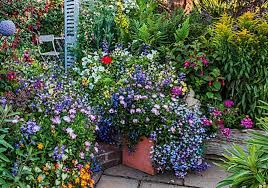 Bedding Plants Are Best For Containers