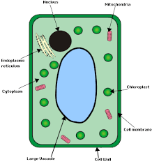 Inside the cytoplasm are enzymes which speed up these reactions. Gcse Biology Cell Structure