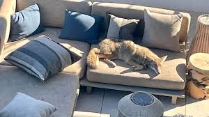 Wild Coyote Makes Himself At Home On