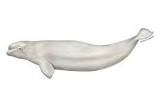 What does the beluga whale eat?