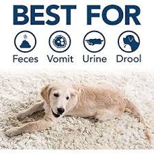 simple solution dog stain and odour