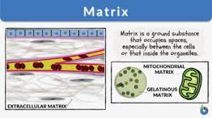 matrix definition and exles